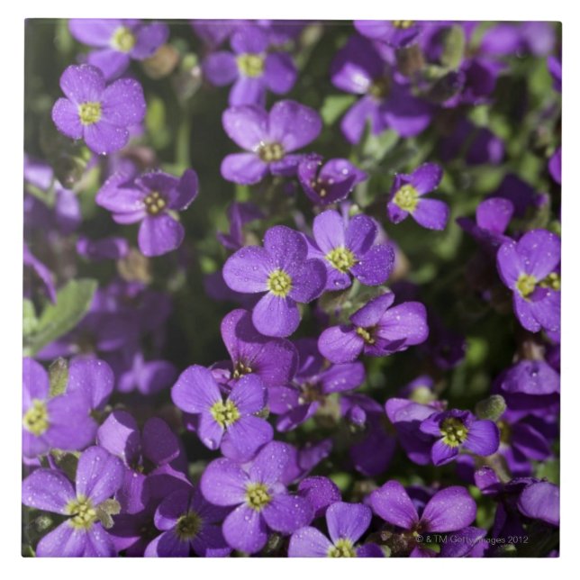 De "Lilac Axcent" (híbrido de Aubrieta) (Frente)