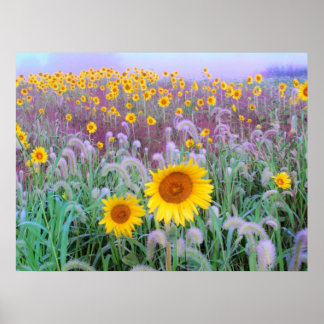 De manhã, impressão