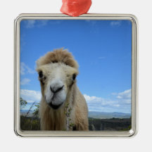 Baraka, o Ornamento do Camelo Sorridente