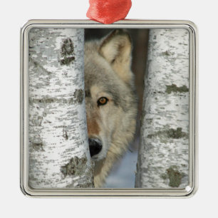De Metal ornamento com o PIC do lobo cinzento em algumas