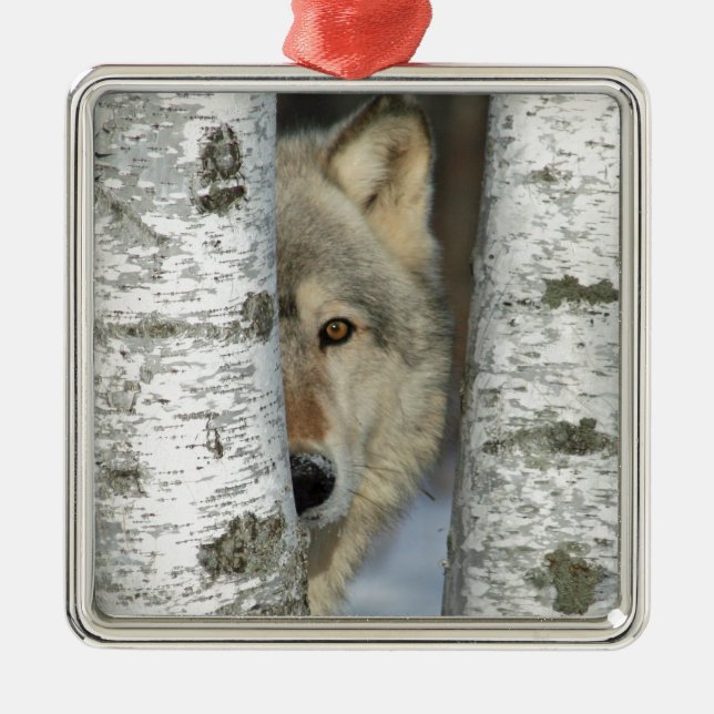 De Metal ornamento com o PIC do lobo cinzento em algumas (Frente)