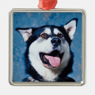 De Metal Ornamento do Malamute do Alasca
