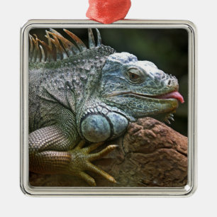 De Metal ornamento Iguana