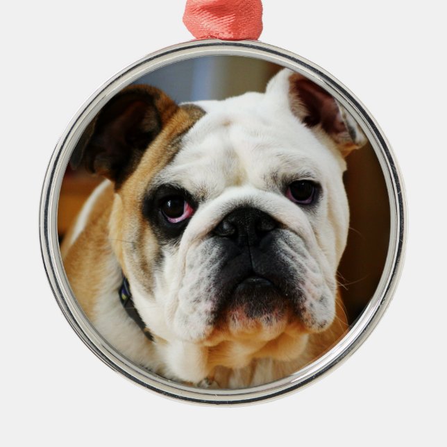 De Metal Ornamento Premium Bulldog (Frente)
