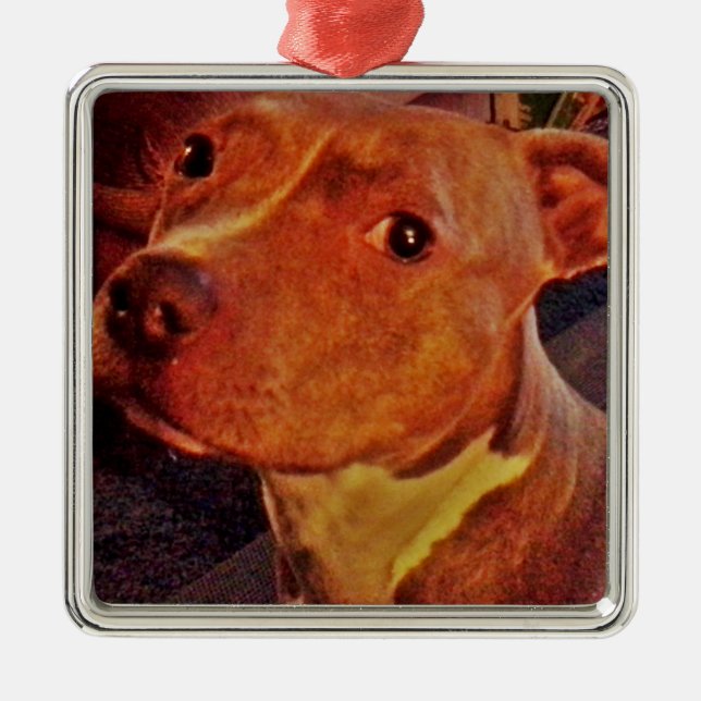 De Metal Ornamento RAJADO do PITBULL (Frente)