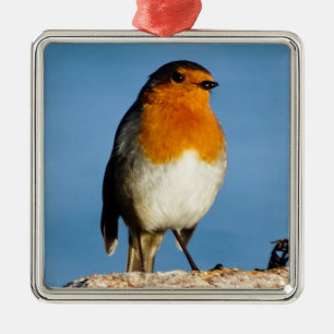 De Metal Robin Red-breast para Ornamento Quadrado Premium