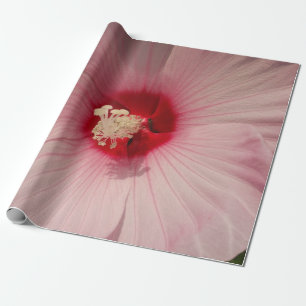 De Presente Lindo Flor Rosa Fechar Papel Fotografado