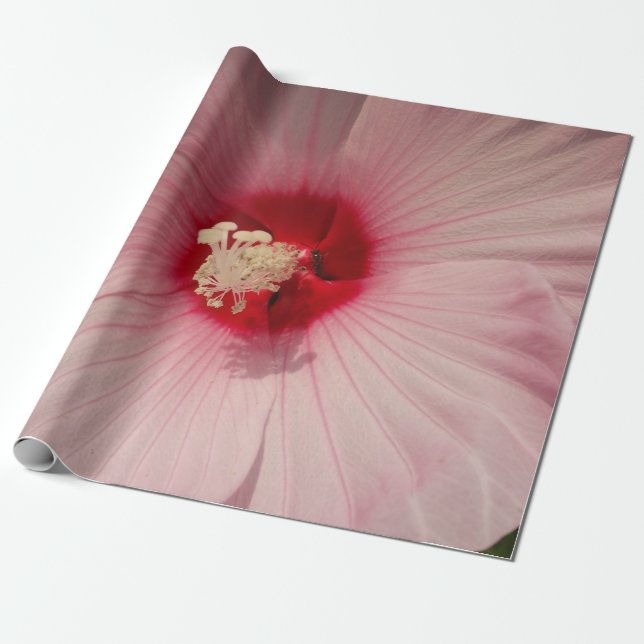 De Presente Lindo Flor Rosa Fechar Papel Fotografado (Desenrolado)