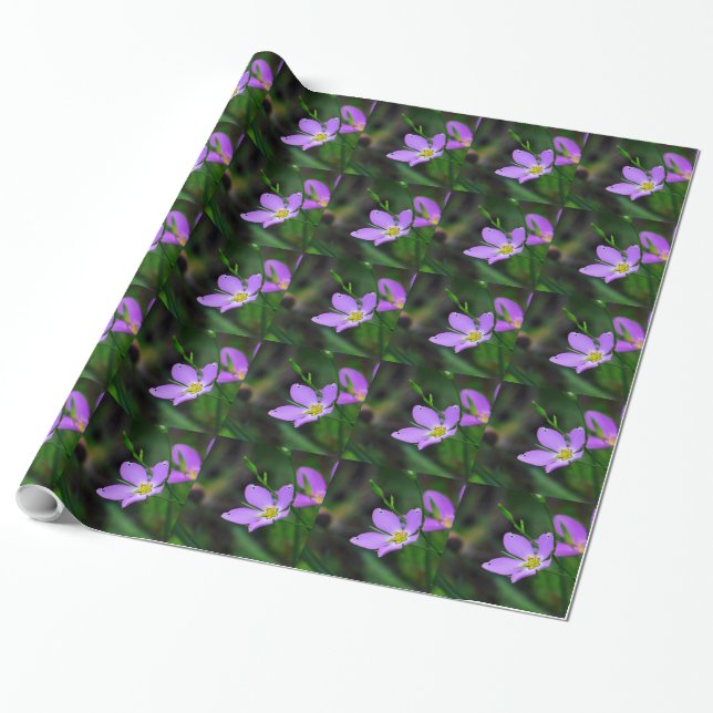 De Presente Papel Wildflower Sabatia na Lavanda (Desenrolado)