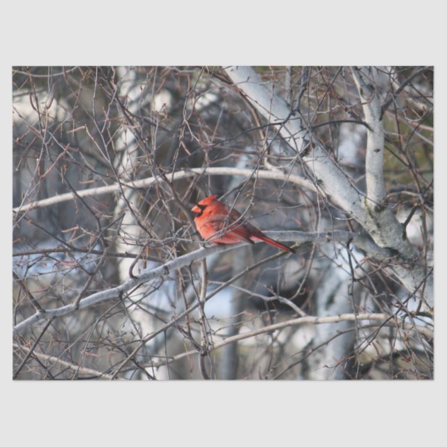 De Seda Cardeal 2926 - Papel Tecido (Frente )