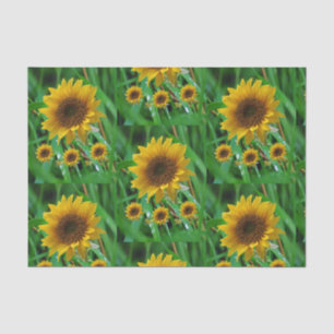 De Seda Papel absorvente, girassol
