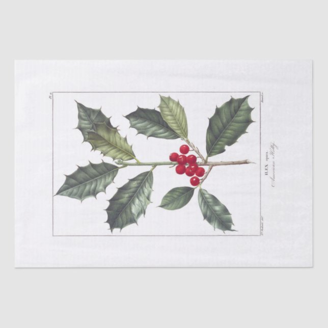 DE SEDA PAPEL DOS TECIDOS: PIERRE'JOSEPH REDOUTÉ : HOLLY (Frente )