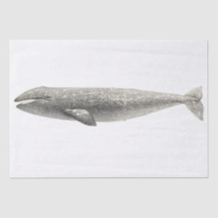 DE SEDA PAPEL DOS TECIDOS: VINTAGE WHALE