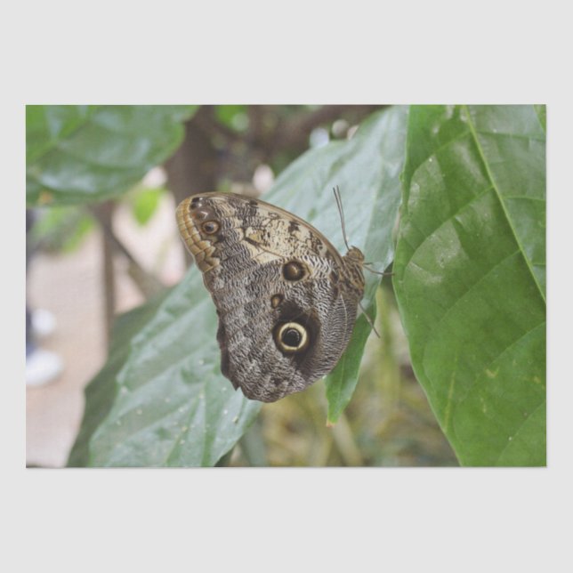 De Seda Papel Tecido borboleta (Frente )
