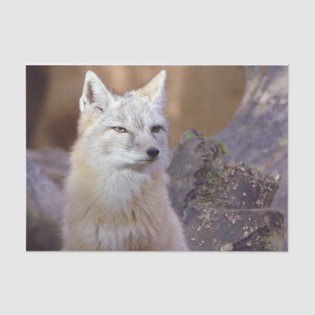 De Seda Papel Tecido Corso Fox (Frente )