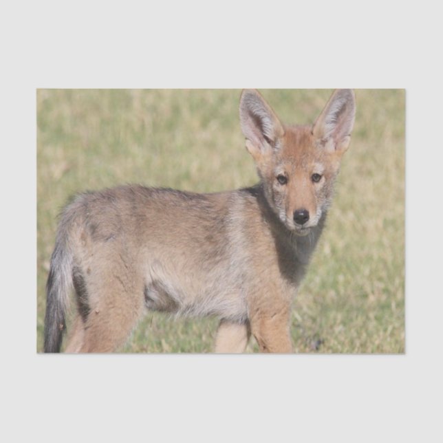 De Seda Papel Tecido Coyote (Frente )