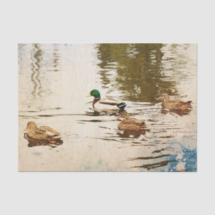 De Seda Papel Tecido dos Patos-reais