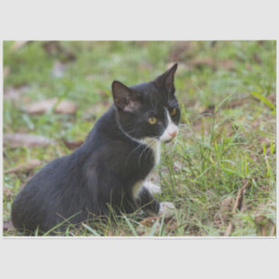 De Seda Papel Tecido Gato