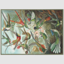 Papel Tecido Hummingbird Ernst Haeckel Decoupage
