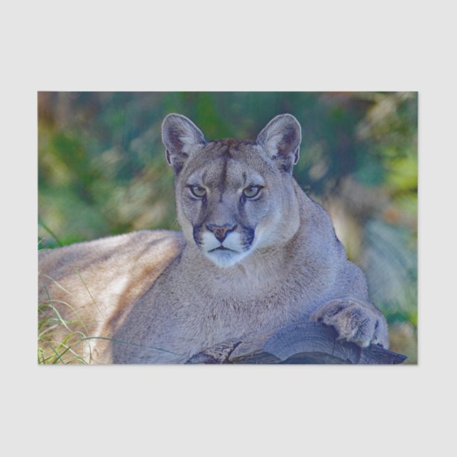 De Seda Papel Tecidual Cougar 2 (Frente )