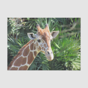 De Seda Papel Tecidual Giraffe