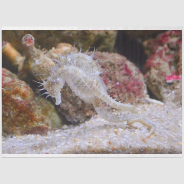 De Seda papel tecidular aquário (Frente )