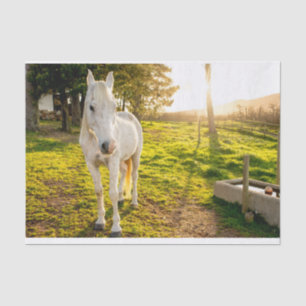 De Seda Papel tecidular com imagem do cavalo branco árabe