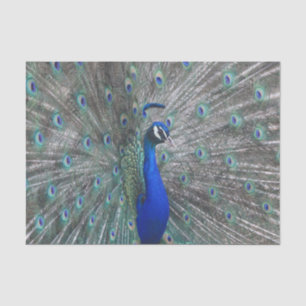 DE SEDA PEACOCK PHOTO TISSUE PAPEL