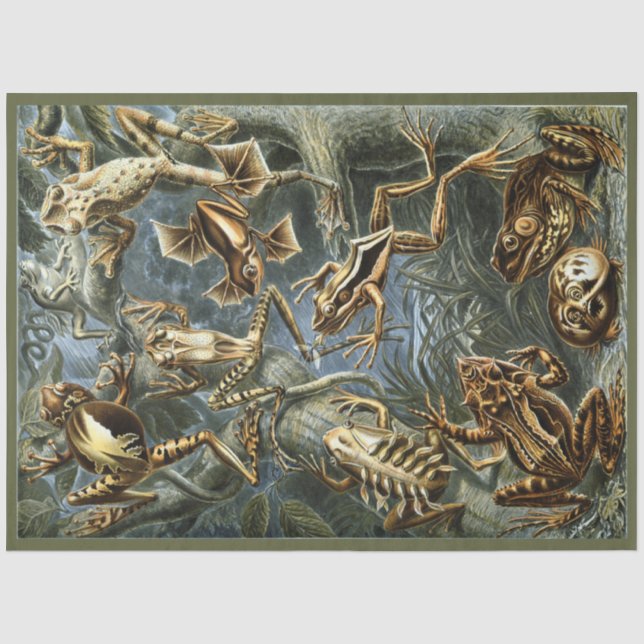 De Seda Sapos Ernst Haeckel Discutindo Papel Tecido (Frente )