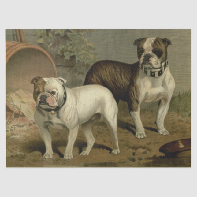 De Seda Vintage Bulldog - Papel Tecidual (Frente )