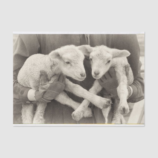 De Seda Vintage Twin Lambs Papel Tecido (Frente )