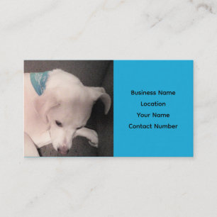 De Visita Cachorro Branco-Bonito Cachorro Azul Belo Cartão d