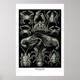 Decapoda, poster de ilustração de crustáceos