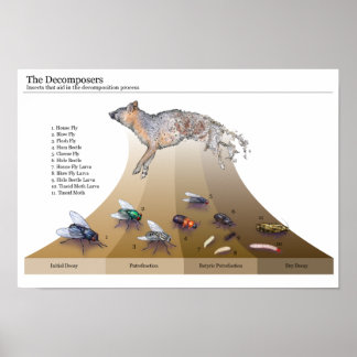 Decompositores Impressão