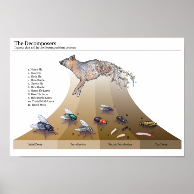 Decompositores Impressão (Frente)
