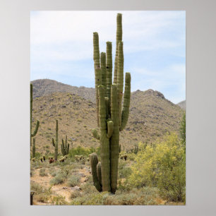 Decor de Arte do Deserto Cactus 16x20 Poster