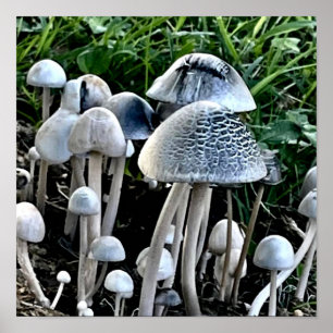 Decoração de Parede de Poster de Cogumelo