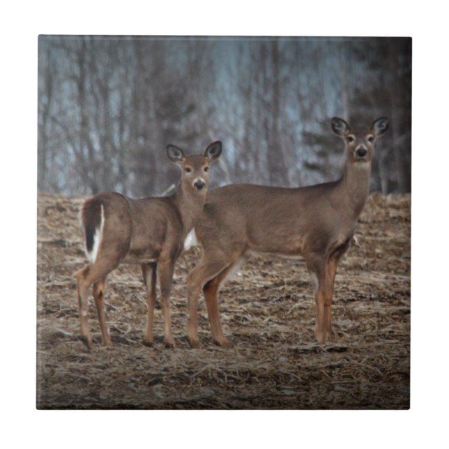 Deer_0337v (Frente)