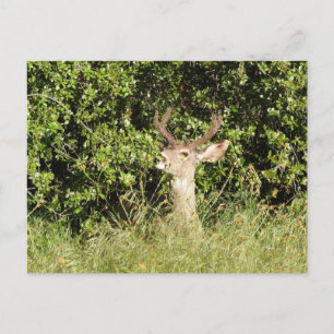 Deer, buck, vida selvagem, cartão postal