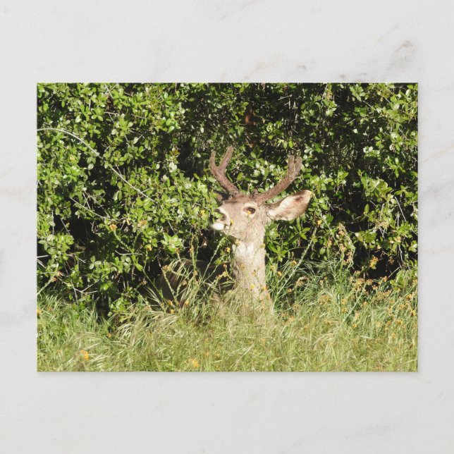 Deer, buck, vida selvagem, cartão postal (Frente)