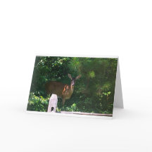 Deer, Cartão