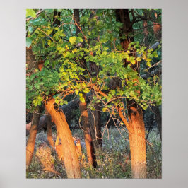 Deer escondendo-se na Poster das árvores