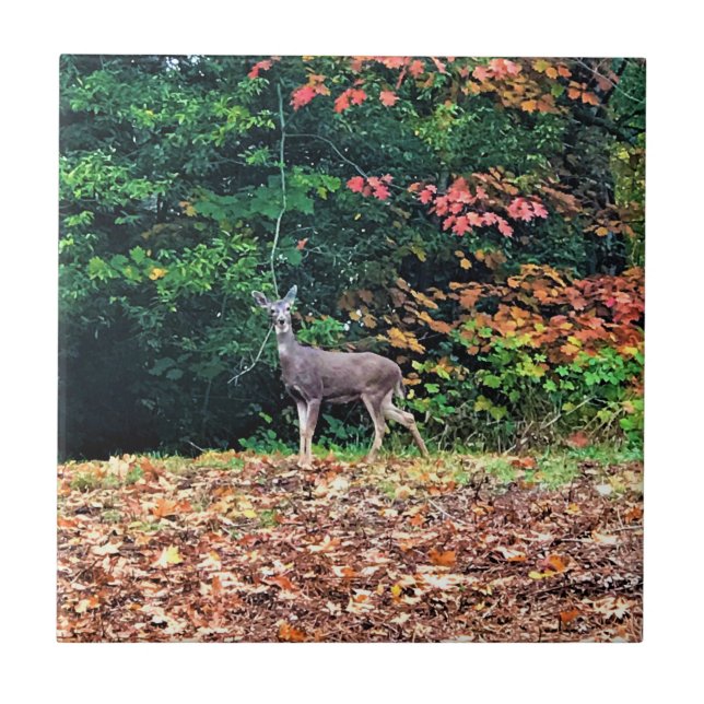 Deer in the Forest, Oregon (Frente)