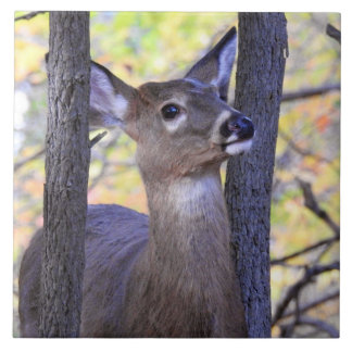 Deer in the Woods