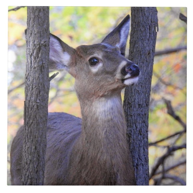 Deer in the Woods (Frente)