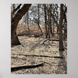 Deer in the Woods Poster