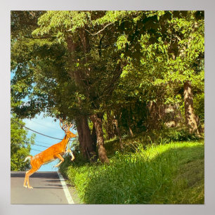 Deer Jumping Photo Poster