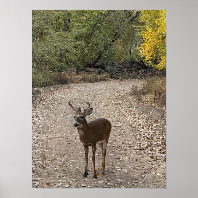 Deer on Trail Poster (Frente)