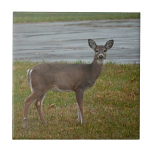 Deer Photo