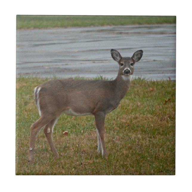 Deer Photo (Frente)